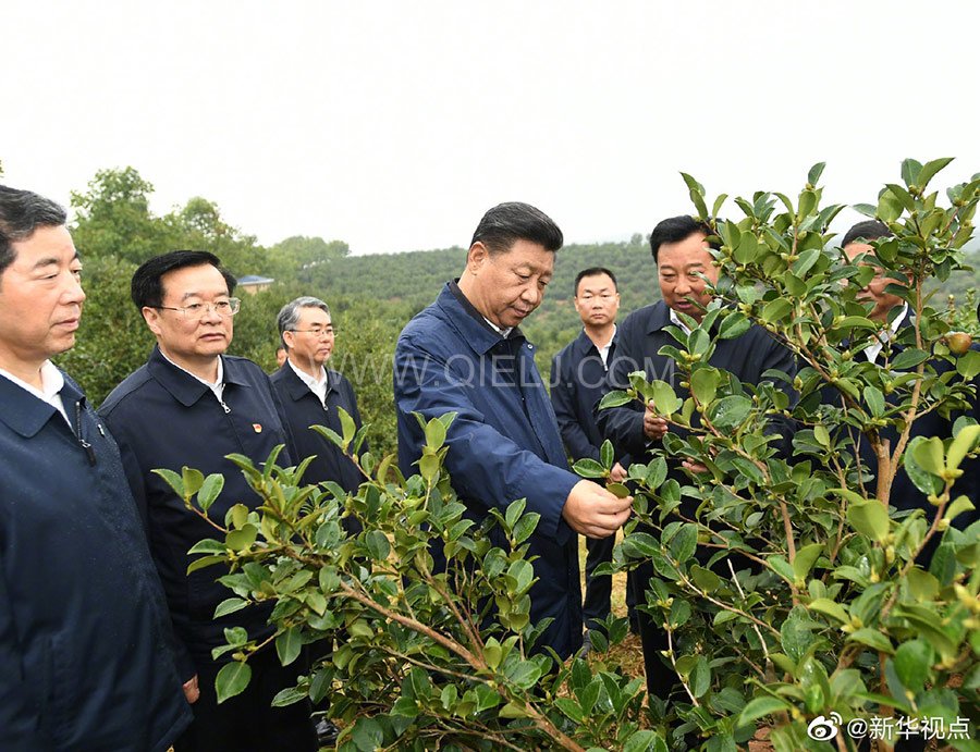 光山油茶籽榨油設(shè)備，山茶籽油榨油機(jī)廠家(圖1)